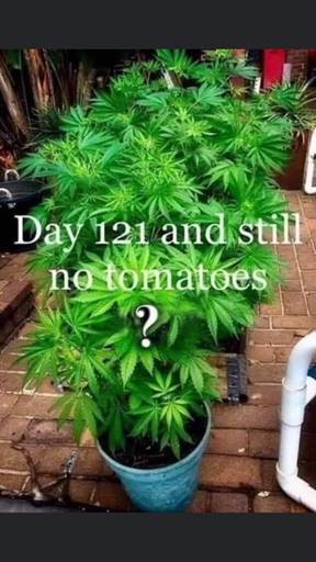No Tomatoes?